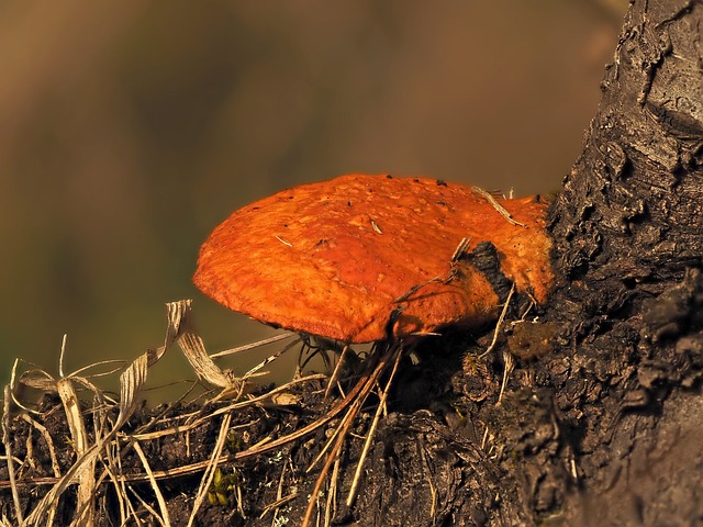 Pycnoporus 朱砂叶螨 锡顶土耳其的尾巴 - 上的免费照片