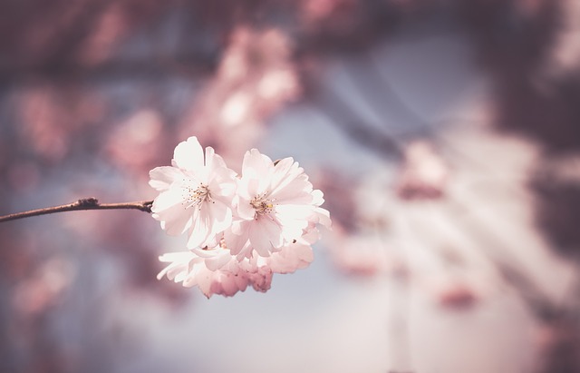 樱花 花朵 枝杈 - 上的免费照片