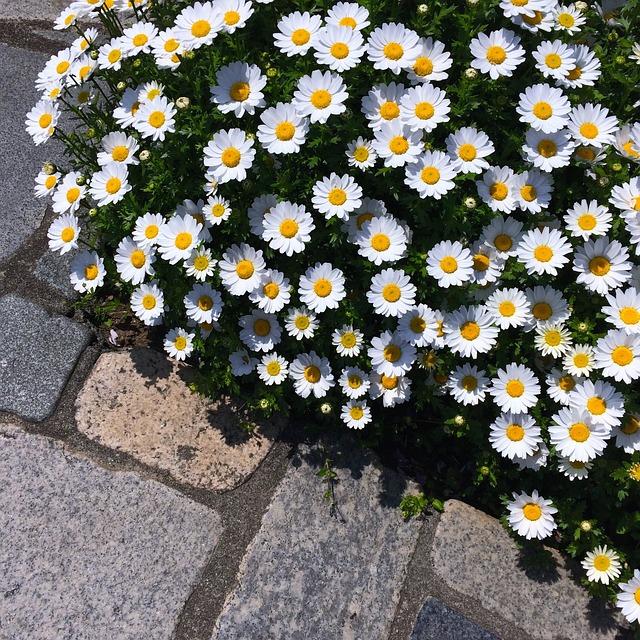 雏菊 玛格丽特 花床 - 上的免费照片