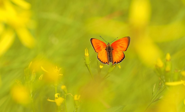 杜卡特蝴蝶 淡蓝色 蝴蝶 Lycaena - 上的免费照片
