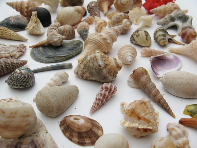 贝类 海洋腹足动物 海洋生物 - 上的免费照片