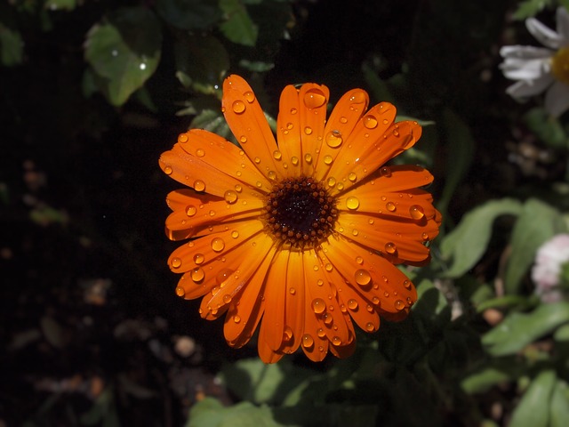 橙色的 鲜花 菊花 - 上的免费照片