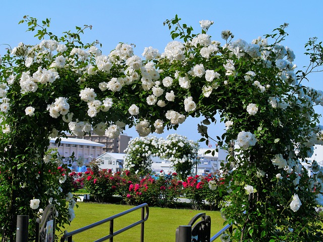 维尼公园 法式风格 玫瑰 - 上的免费照片