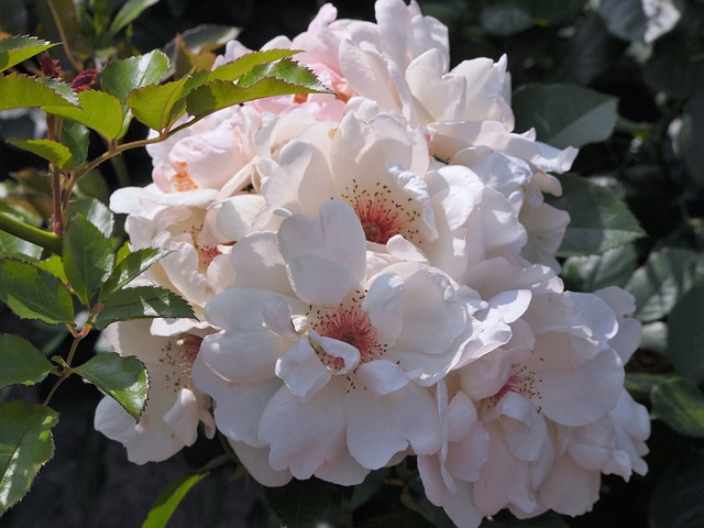 维尼公园 法式风格 玫瑰 - 上的免费照片