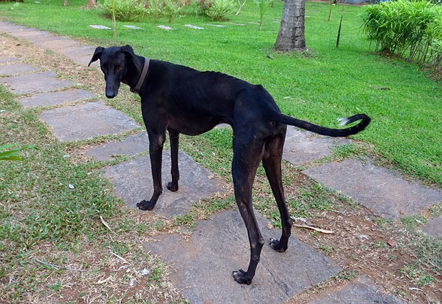 狗 泥土猎犬 商队猎犬 - 上的免费照片