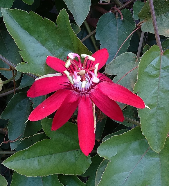 花 红色的激情花 西番莲 - 上的免费照片
