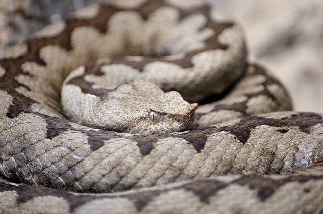 角毒蛇 毒蛇 线 - 上的免费照片