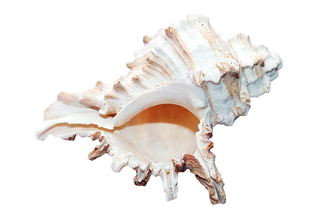 海 贝壳 海洋 - 上的免费照片