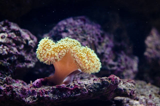 珊瑚 海洋动物 刺胞动物 - 上的免费照片