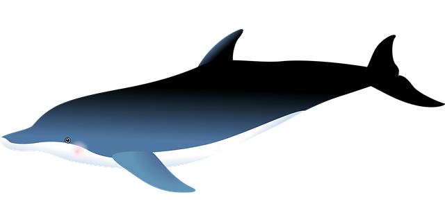 海豚 海洋 鱼 - 免费矢量图形