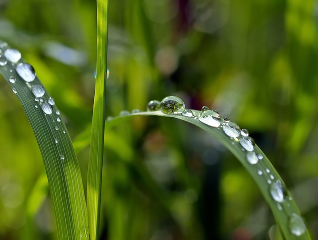 滴 草 雨滴 - 上的免费照片