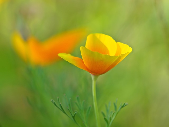 Eschscholzia 夜蛾 罂粟花 黄色 - 上的免费照片