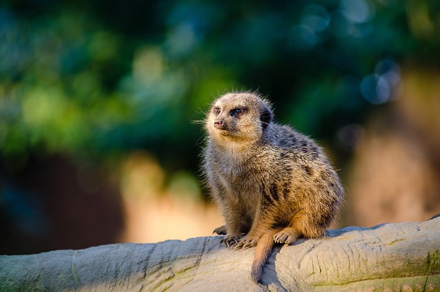 猫鼬 Suricate 哺乳动物 - 上的免费照片