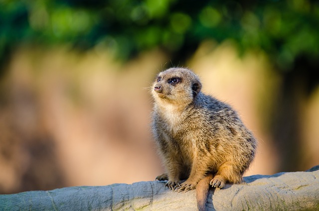猫鼬 Suricate 哺乳动物 - 上的免费照片