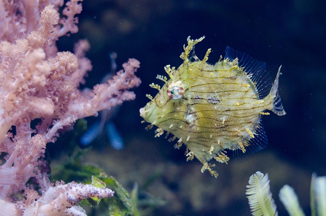 黄鱼 异国情调 珊瑚 - 上的免费照片
