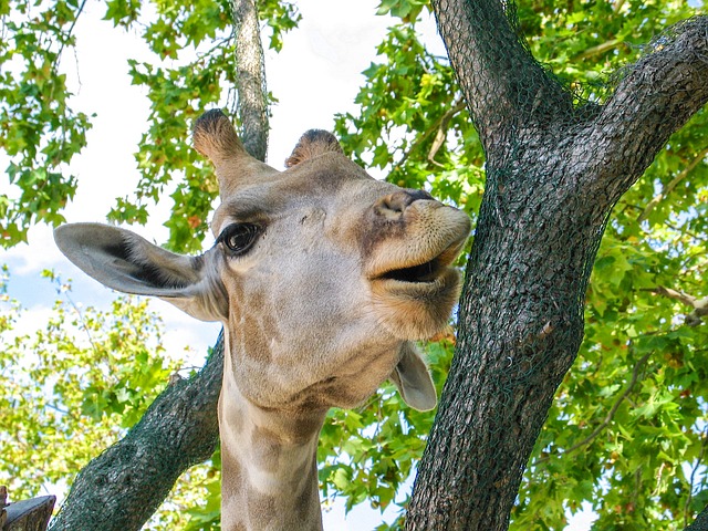 长颈鹿 动物 非洲 - 上的免费照片