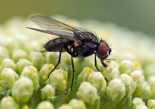 花飞 Anthomyiidae 双翅目 - 上的免费照片