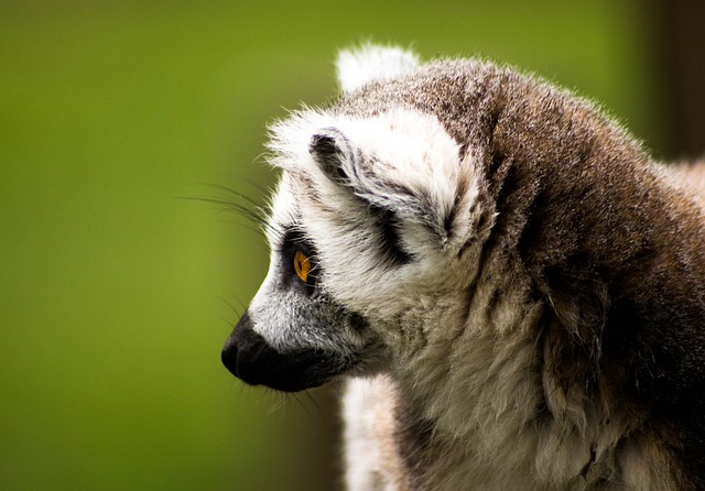 环尾狐猴 马达加斯加 野生动物 - 上的免费照片
