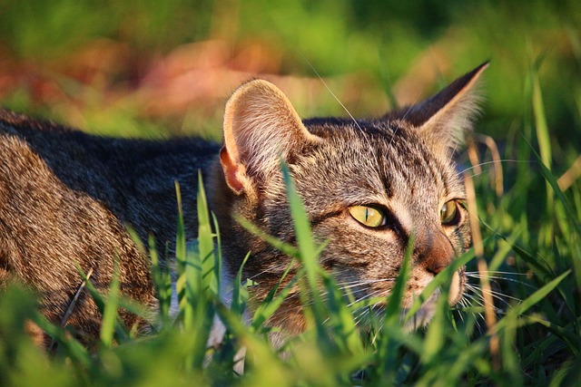 猫 小猫 虎猫 - 上的免费照片