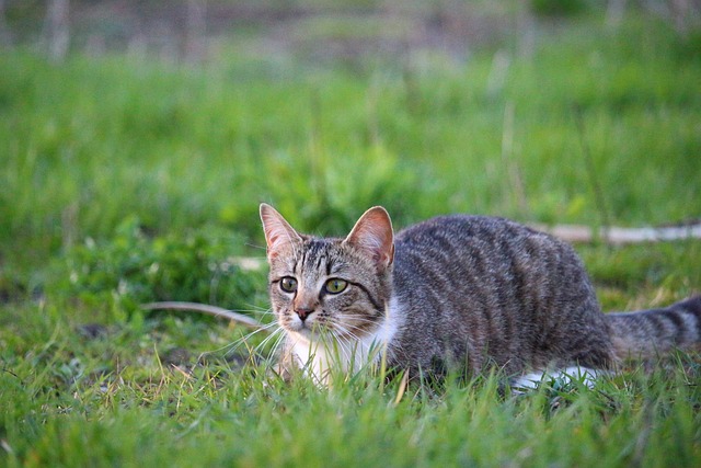 猫 小猫 虎猫 - 上的免费照片