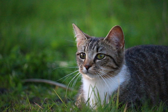 猫 小猫 年轻的猫 - 上的免费照片