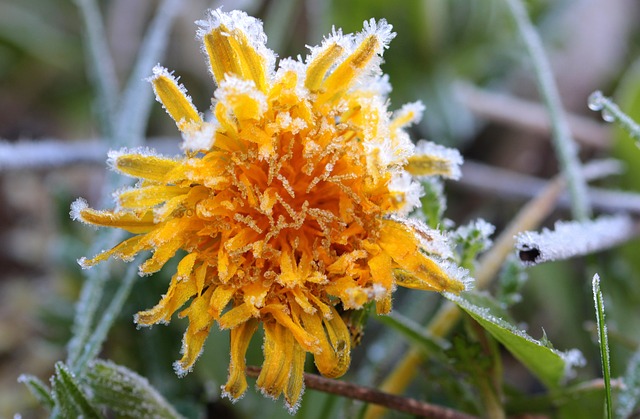 蒲公英 尖花 Ruderalia - 上的免费照片