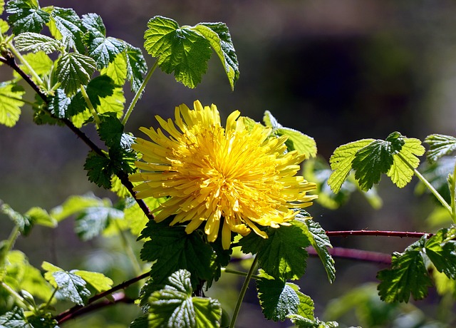 花 蒲公英 春天 - 上的免费照片