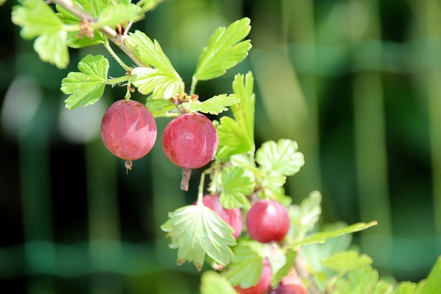 醋栗 Ribes Uva-Crispa 红色的 - 上的免费照片