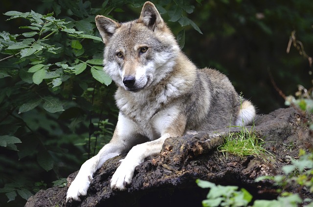 狼 犬类 森林 - 上的免费照片