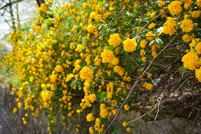 竹鞋 黄梅 春天的花朵 - 上的免费照片