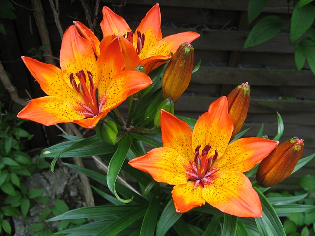 百合 Feuerlilie 花 - 上的免费照片
