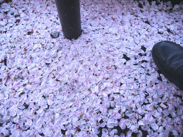樱桃树 花落 人行道 - 上的免费照片