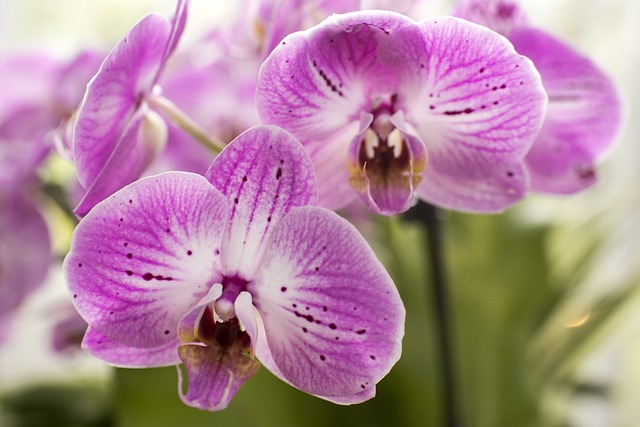 紫色蝴蝶兰 花朵 植物 - 上的免费照片