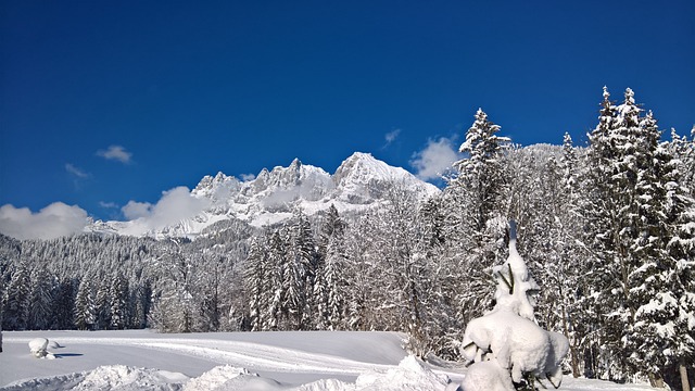 野皇 雪 冬天 - 上的免费照片