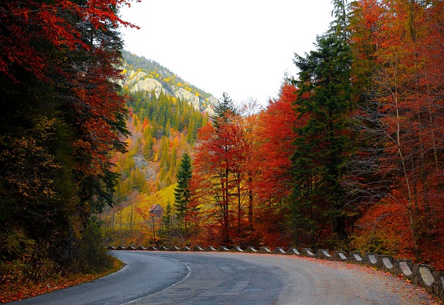 林道 秋天 树木 - 上的免费照片