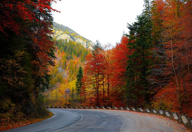 林道 秋天 树木 - 上的免费照片