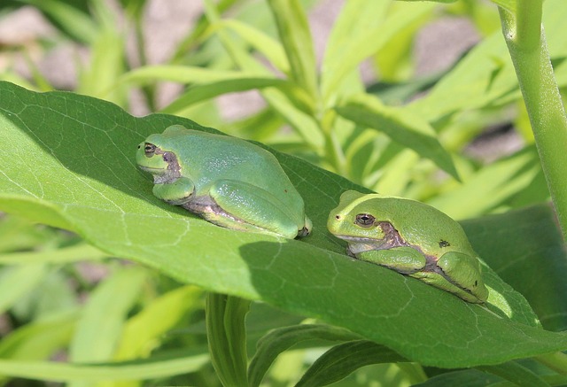 日本树蛙 动物群 绿色 - 上的免费照片