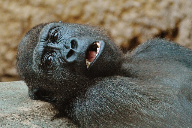 猿 大猩猩 动物园 - 上的免费照片