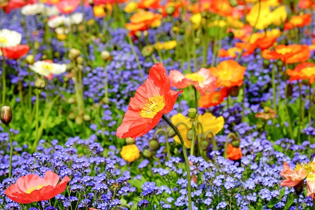 罂粟 花朵 原野 - 上的免费照片