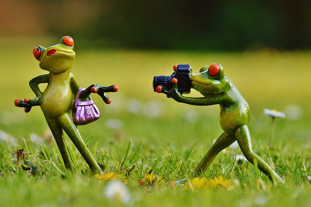 青蛙 摄影师 模型 - 上的免费照片