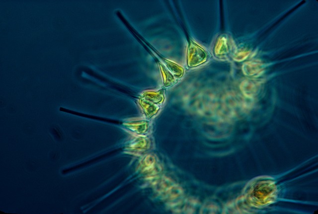 浮游植物 浮游生物 生物体 - 上的免费照片