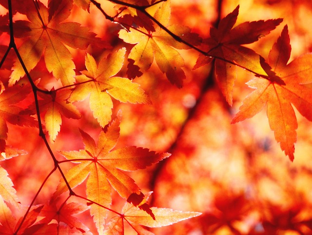 秋季树叶 秋季 青森屋 - 上的免费照片