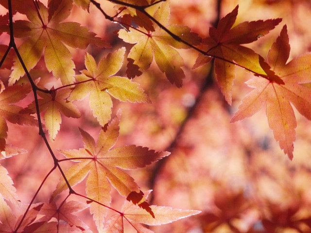 秋季树叶 秋季 青森屋 - 上的免费照片