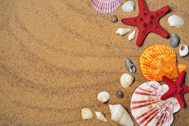 海星 沙 贝壳 - 上的免费照片