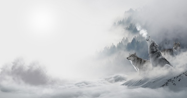 狼 雪狼 景观 - 上的免费图片