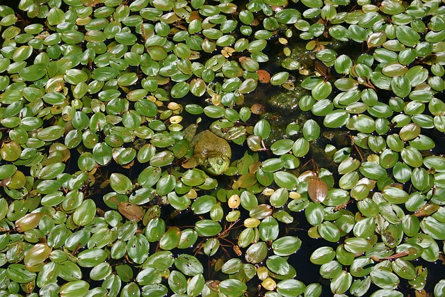 牛蛙 池塘 青蛙 - 上的免费照片