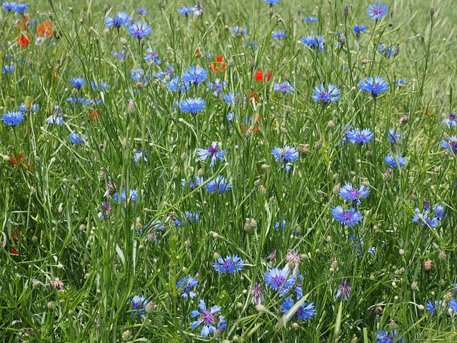 矢车菊 矢车菊田 花 - 上的免费照片