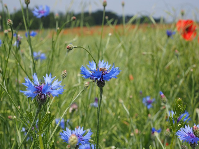 矢车菊 矢车菊田 花 - 上的免费照片