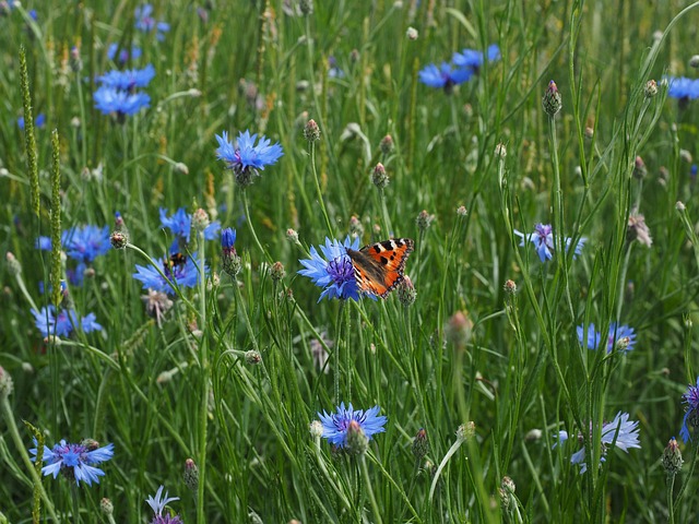 矢车菊 矢车菊田 花 - 上的免费照片