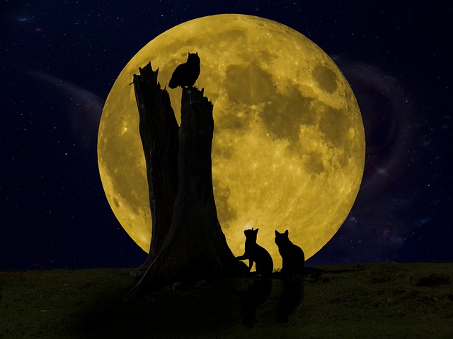 晚安 月亮 猫头鹰 - 上的免费照片